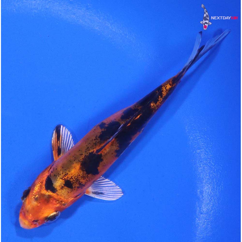 4” Imported Doitsu Kin Aka Bekko