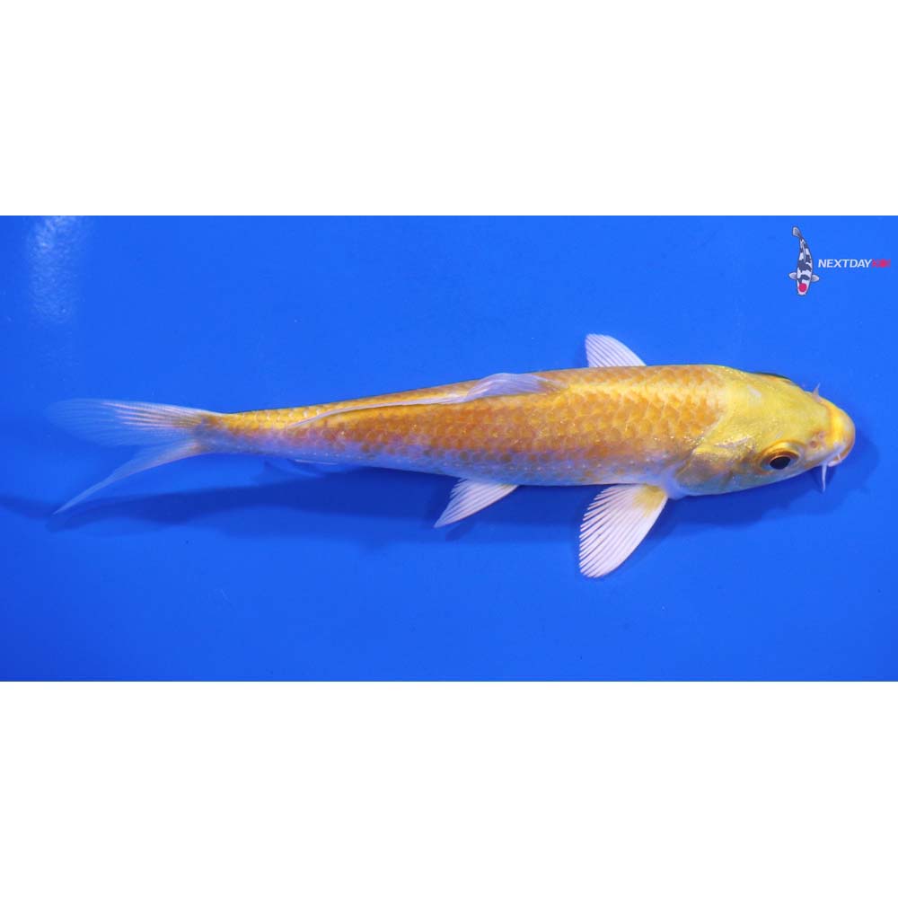 5” Imported Lemon Hariwake