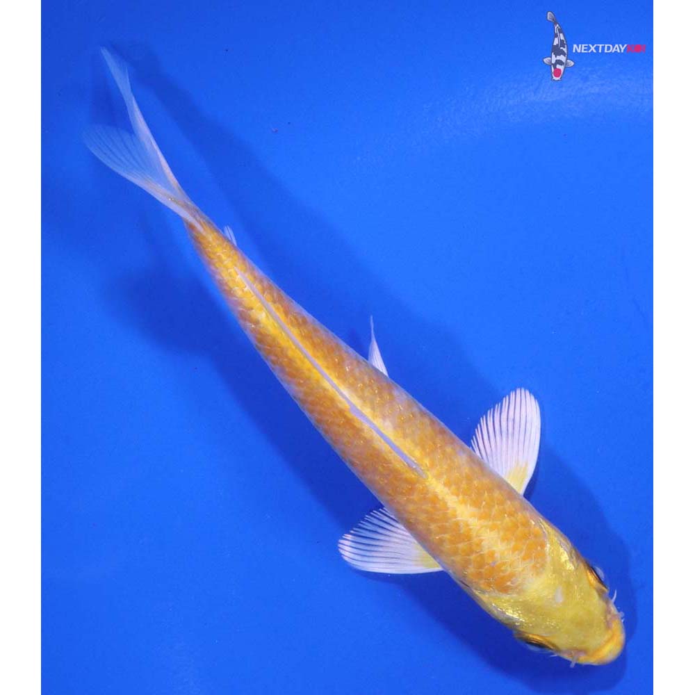5” Imported Lemon Hariwake