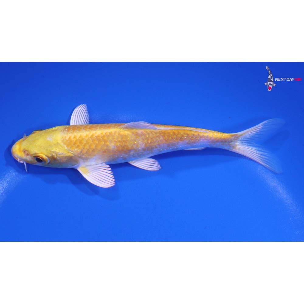 5” Imported Lemon Hariwake