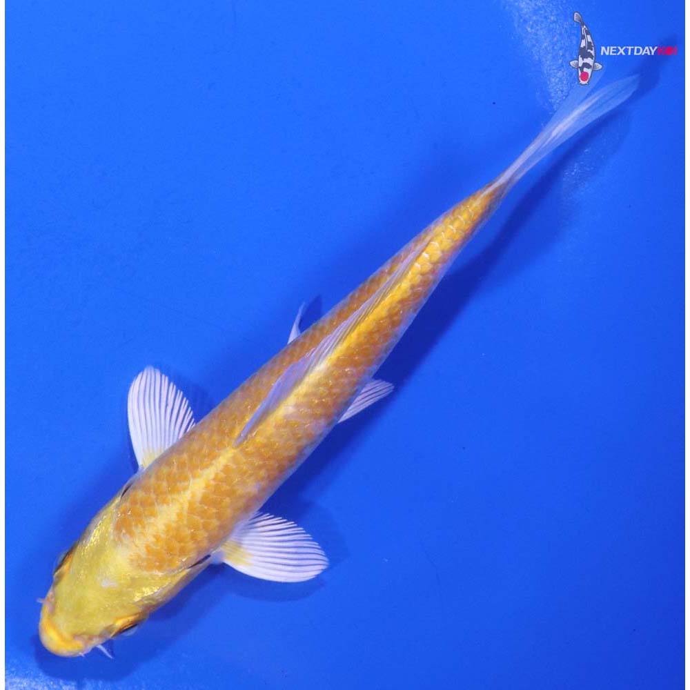 5” Imported Lemon Hariwake