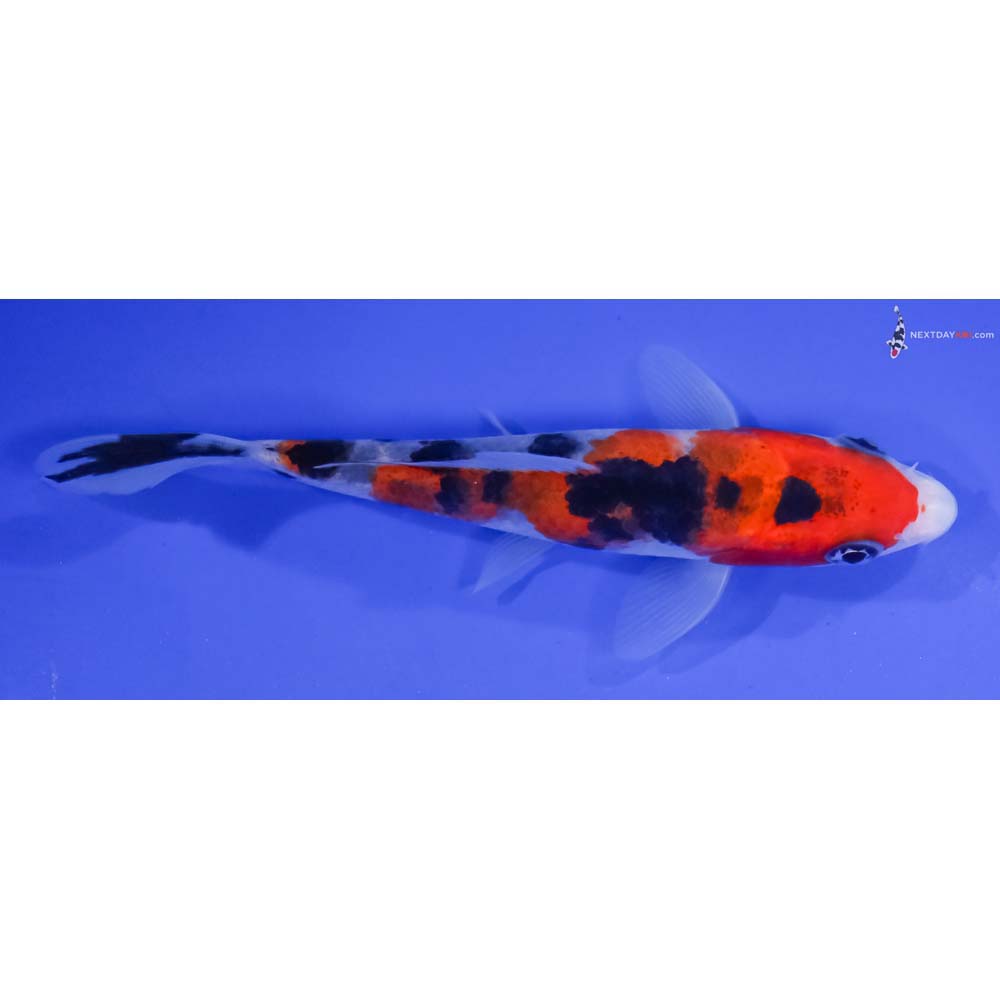 4.5” Imported Sanke