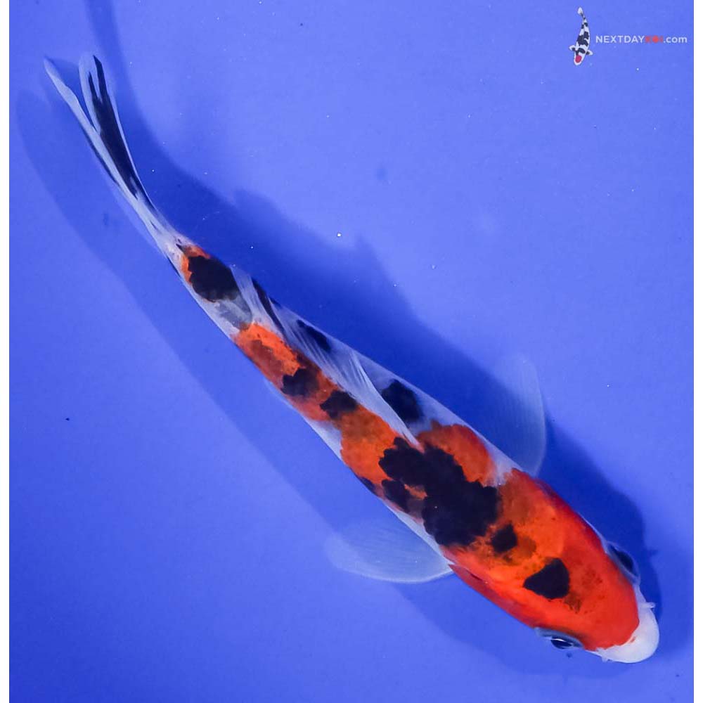 4.5” Imported Sanke