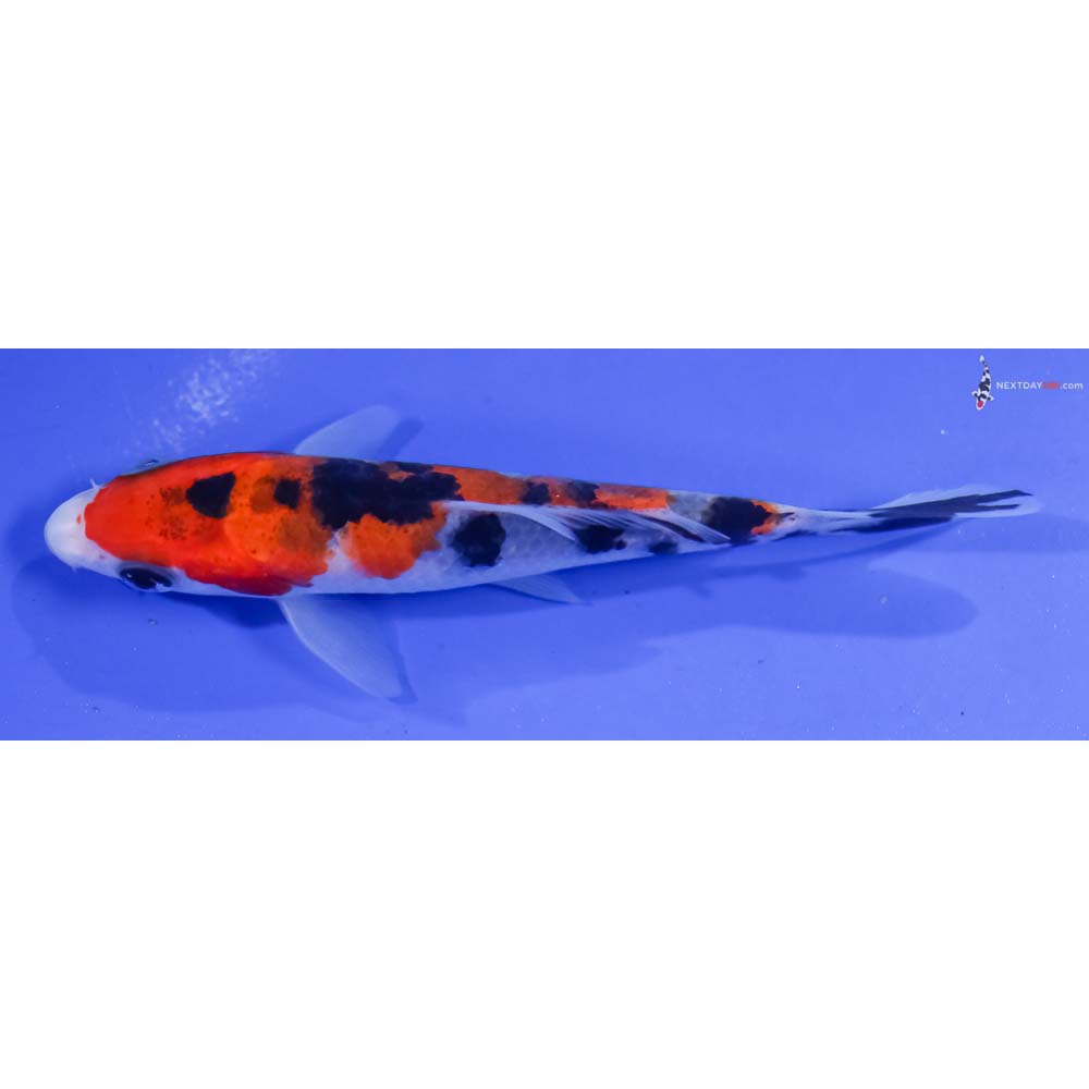 4.5” Imported Sanke