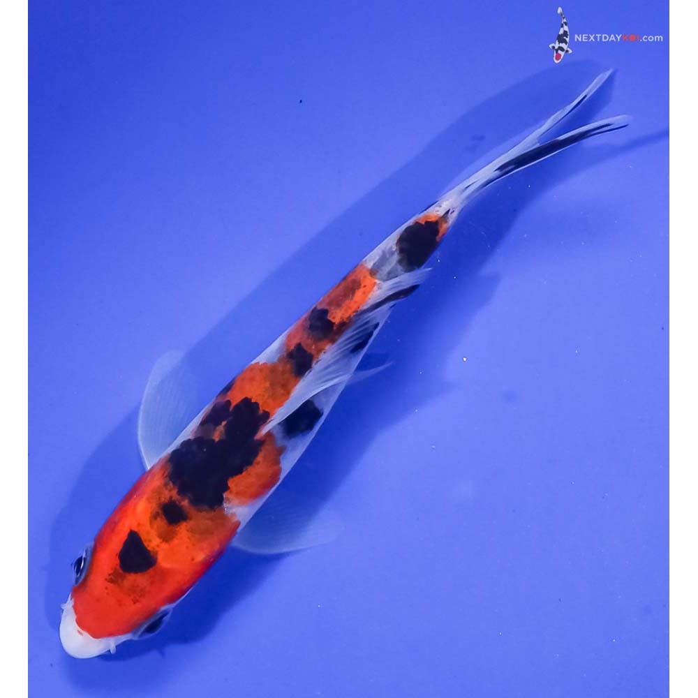 4.5” Imported Sanke