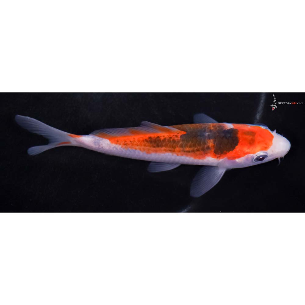 5” Imported Goromo