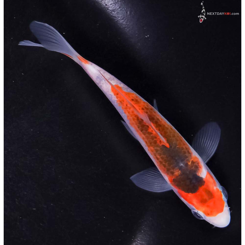 5” Imported Goromo