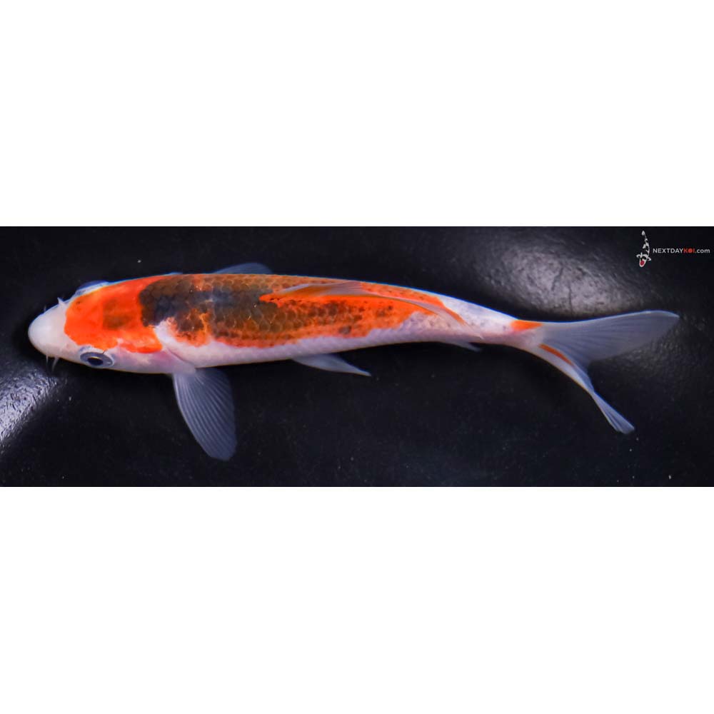 5” Imported Goromo