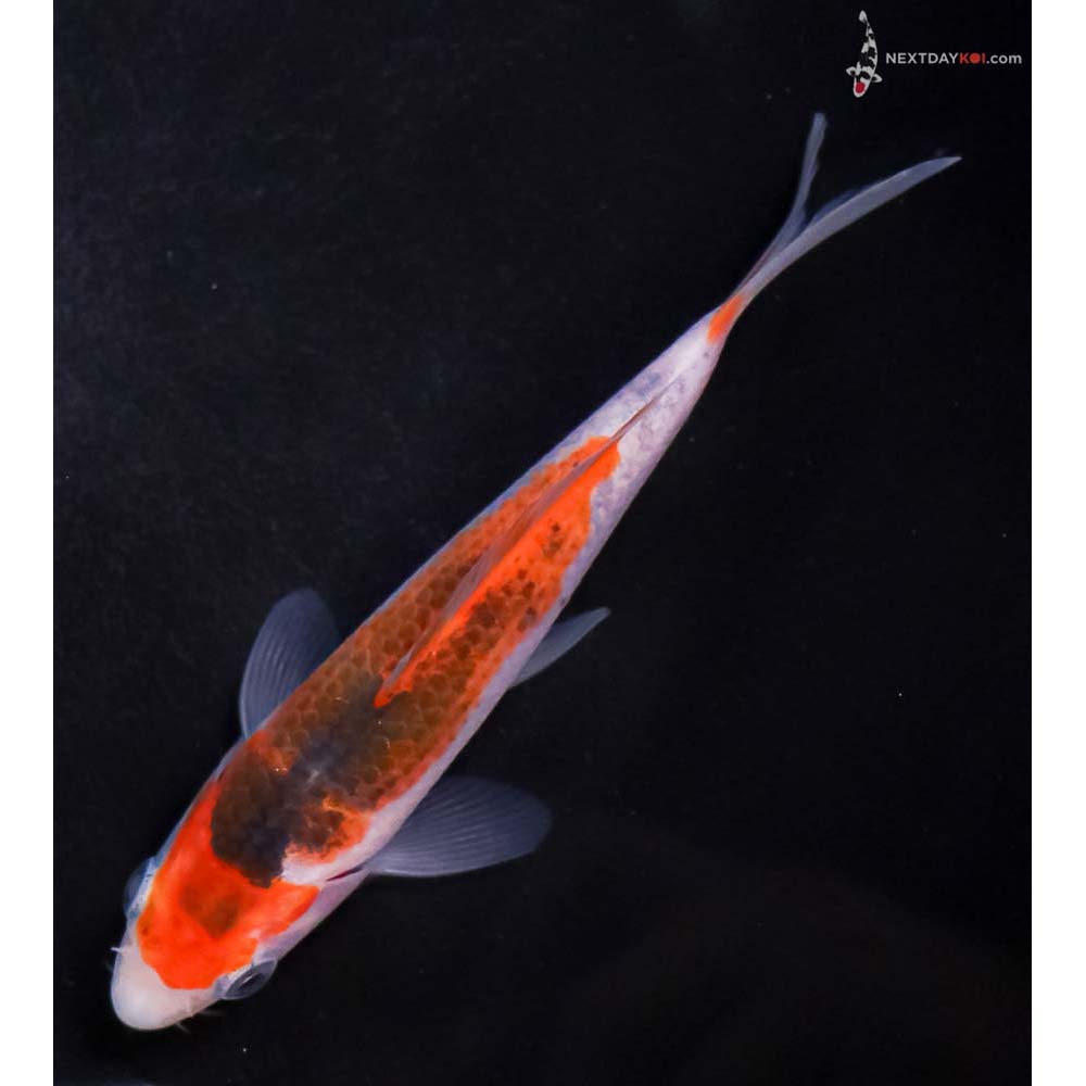 5” Imported Goromo