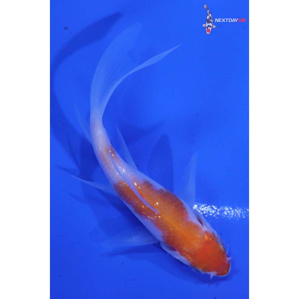 3.5” Imported Kohaku Butterfly Koi