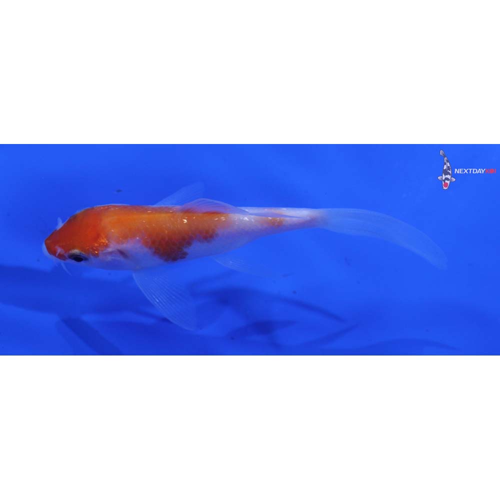 3.5” Imported Kohaku Butterfly Koi