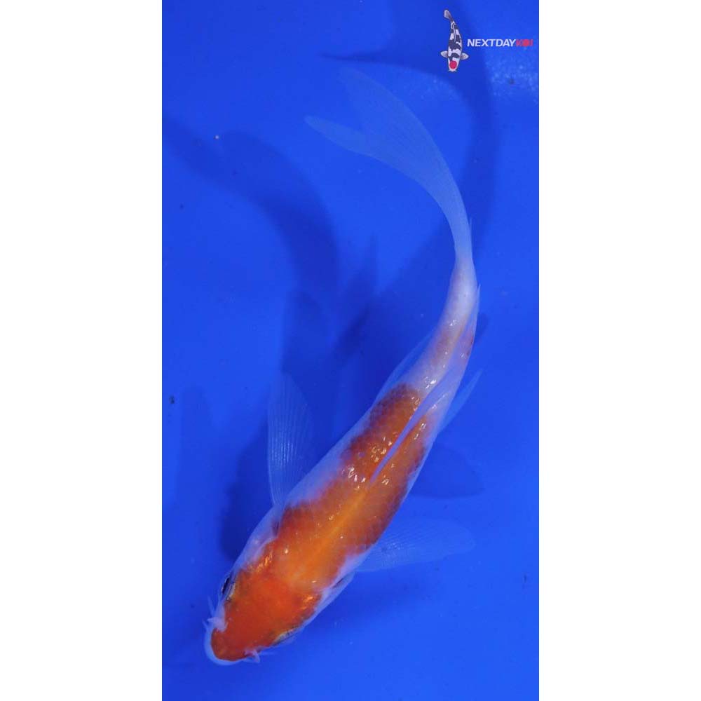3.5” Imported Kohaku Butterfly Koi
