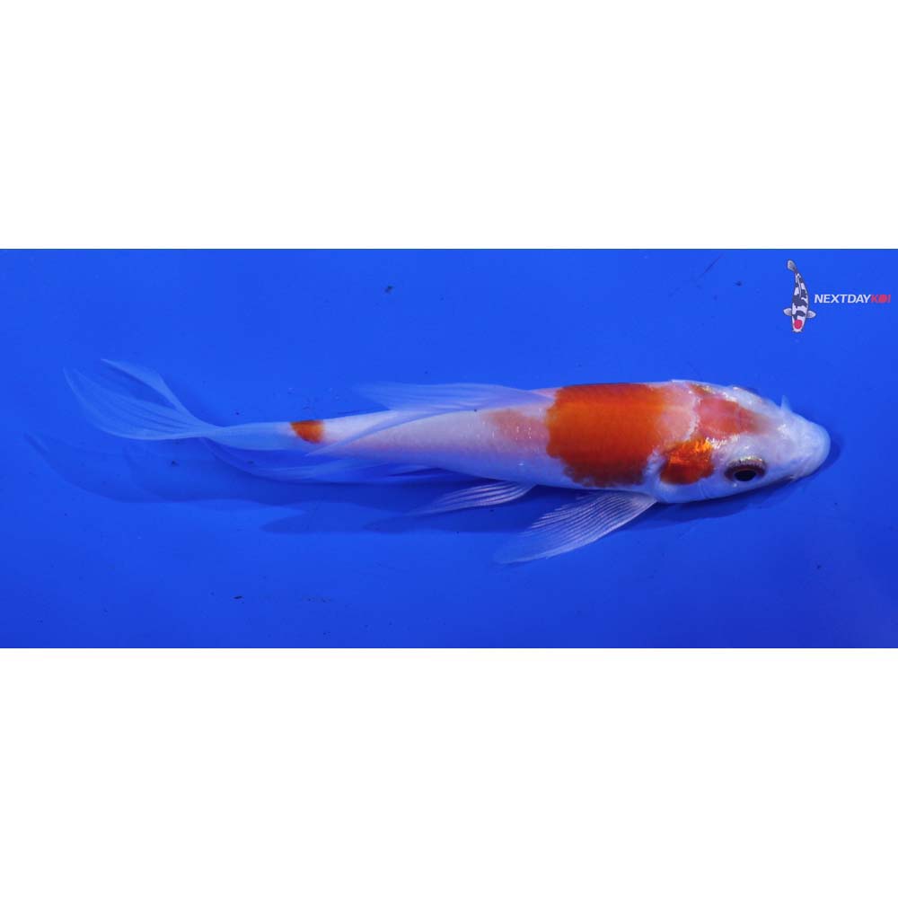 3.5” Imported Kohaku Butterfly Koi