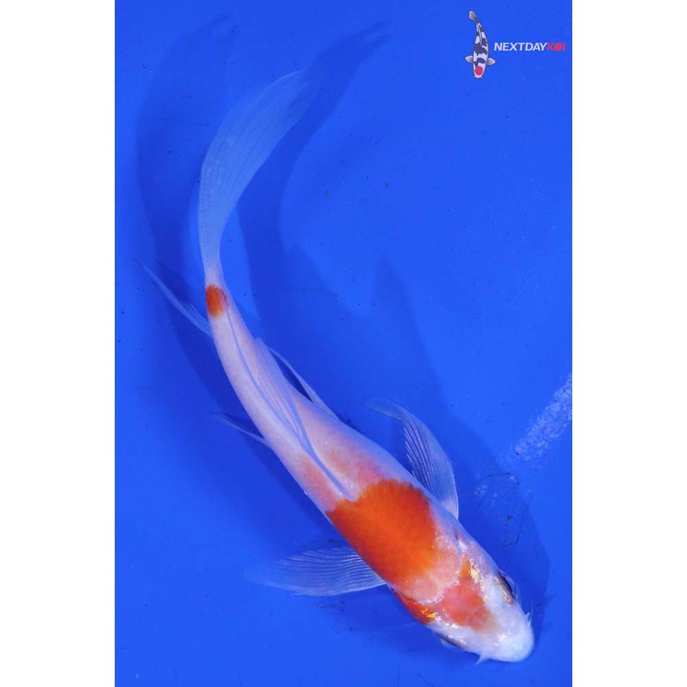 3.5” Imported Kohaku Butterfly Koi