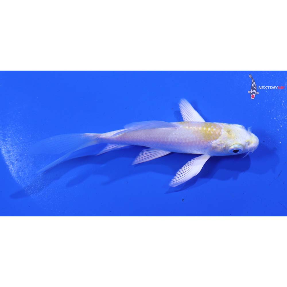 4” Imported Lemon Hariwake Butterfly Koi