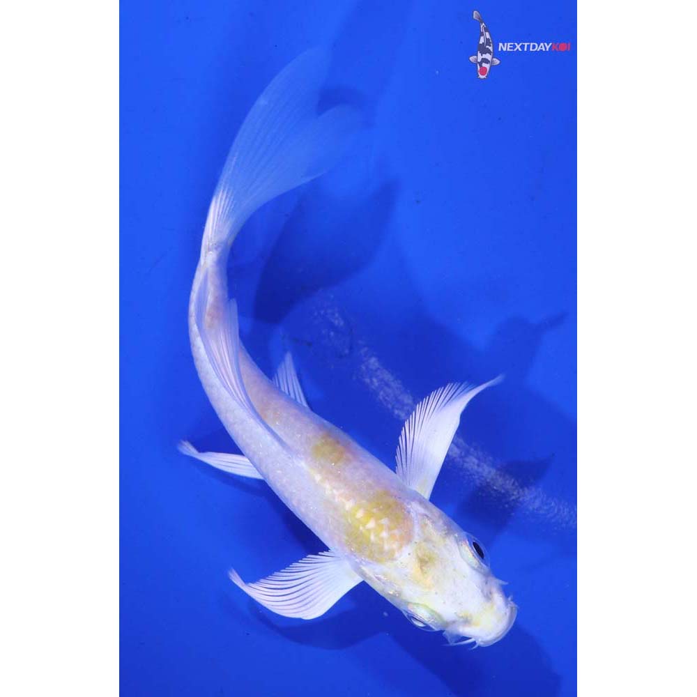 4” Imported Lemon Hariwake Butterfly Koi