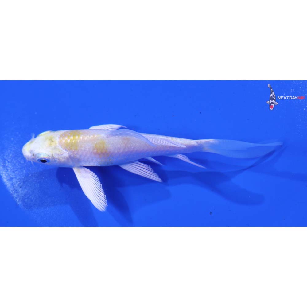 4” Imported Lemon Hariwake Butterfly Koi