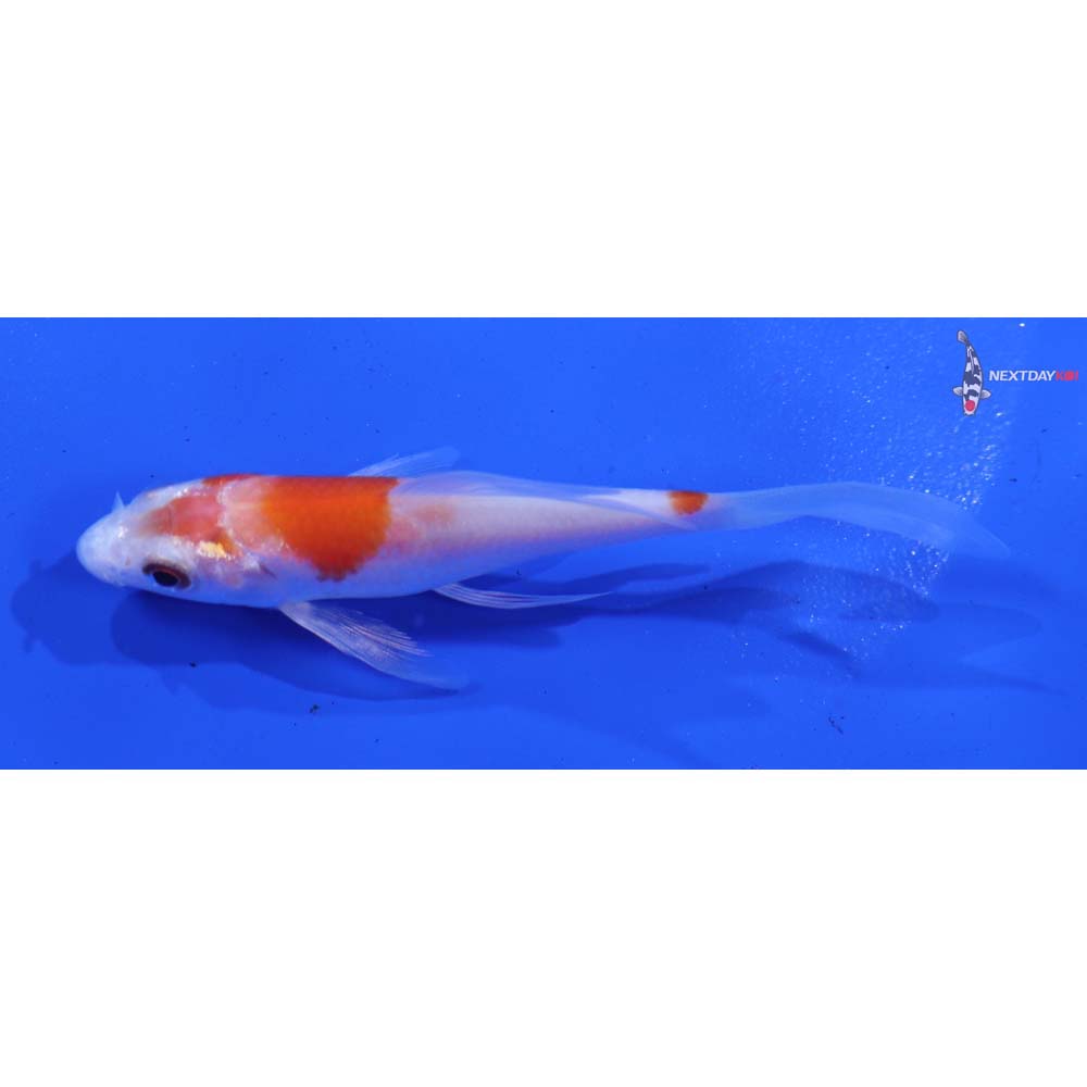 3.5” Imported Kohaku Butterfly Koi