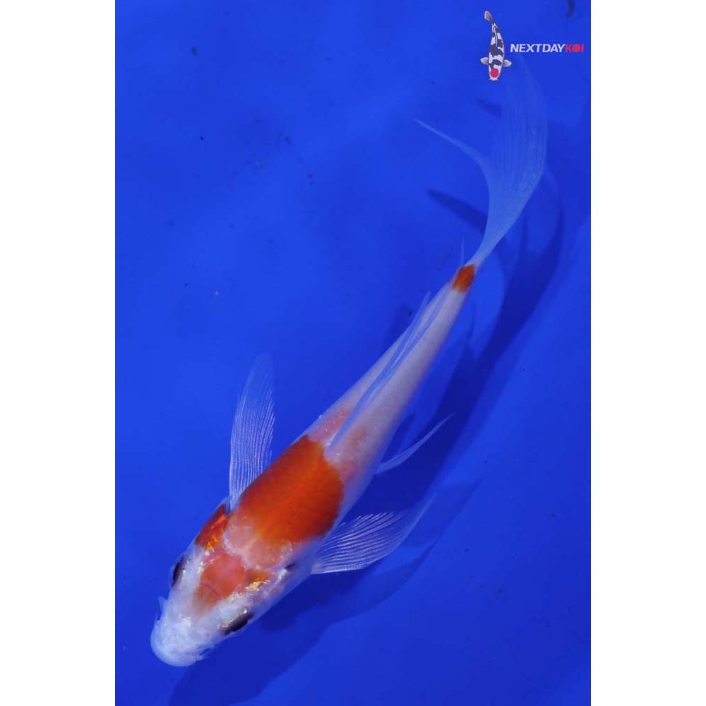 3.5” Imported Kohaku Butterfly Koi