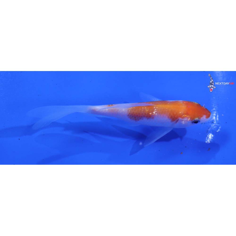 3.5” Imported Kohaku Butterfly Koi