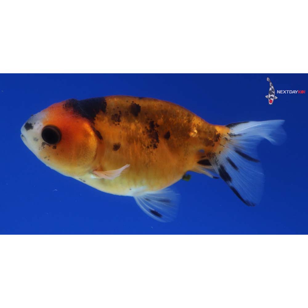 2.5” Imported Calico Ranchu
