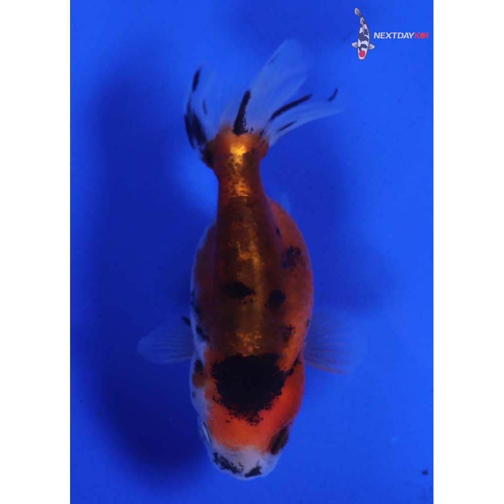 2.5” Imported Calico Ranchu
