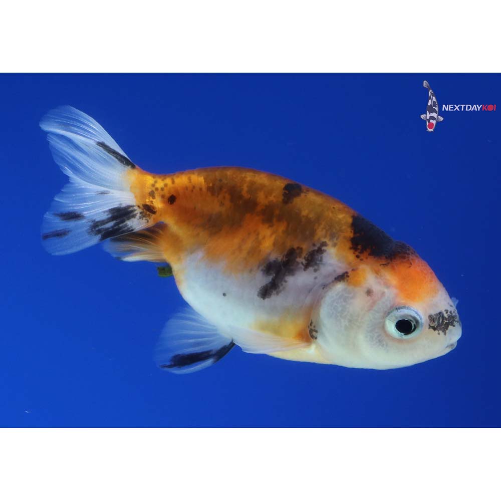 2.5” Imported Calico Ranchu