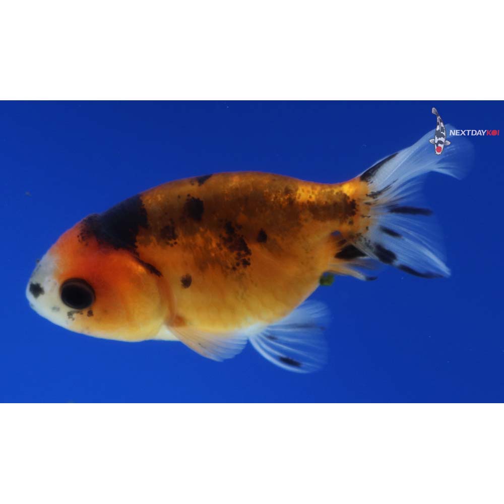 2.5” Imported Calico Ranchu
