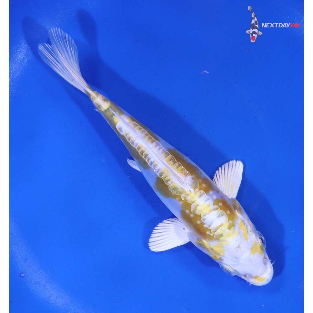 5” Imported Doitsu Lemon Hariwake