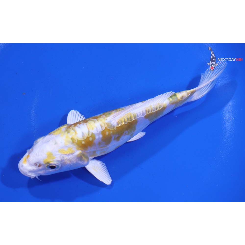 5” Imported Doitsu Lemon Hariwake