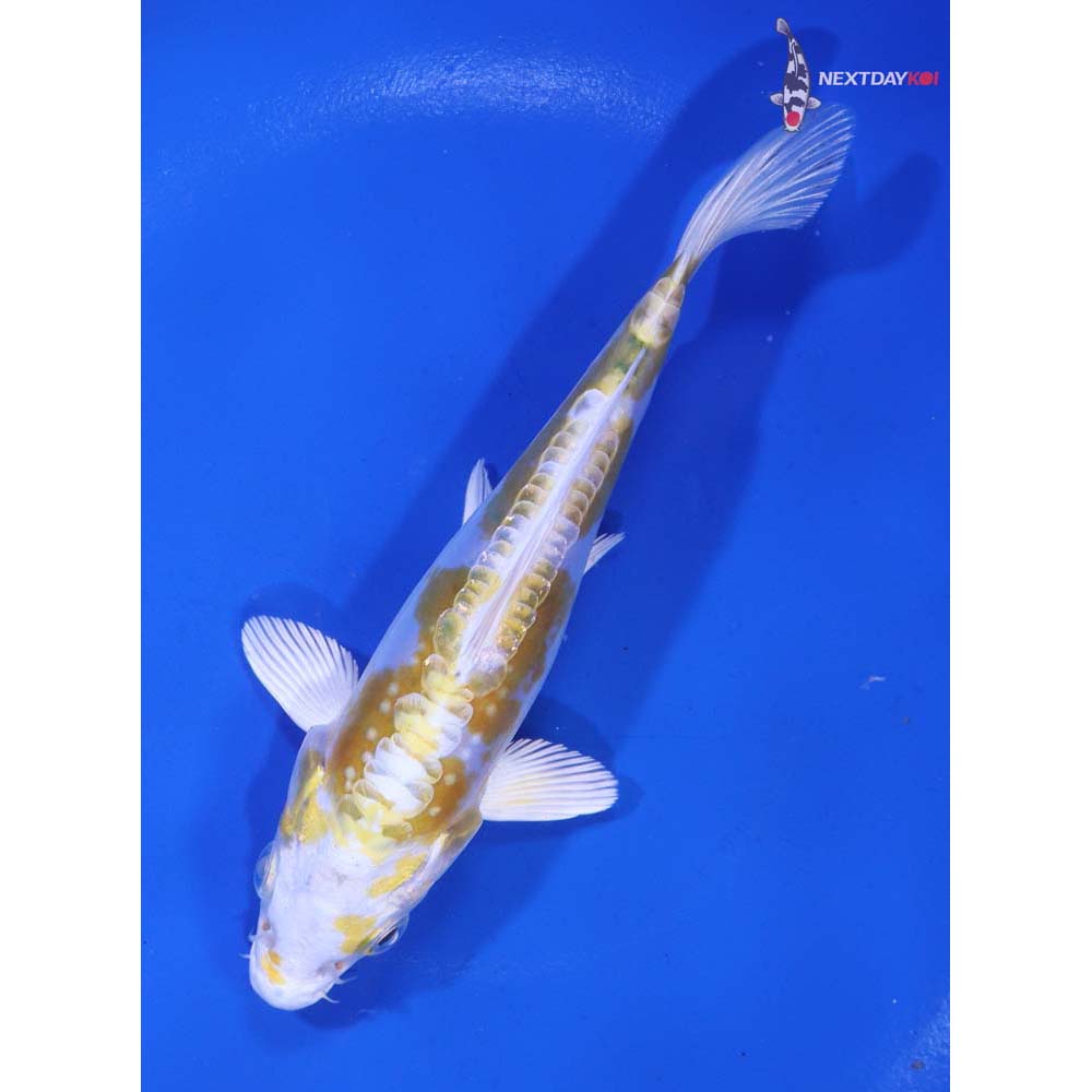 5” Imported Doitsu Lemon Hariwake