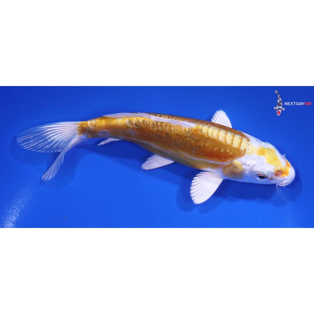 6” Imported Kikusui