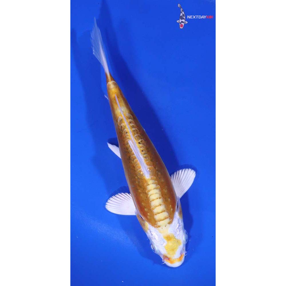 6” Imported Kikusui