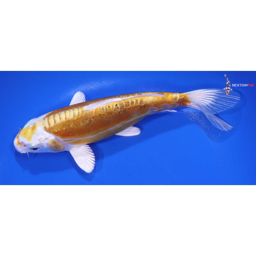 6” Imported Kikusui