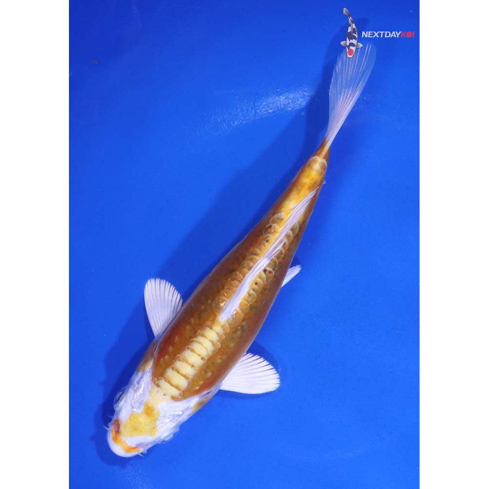 6” Imported Kikusui