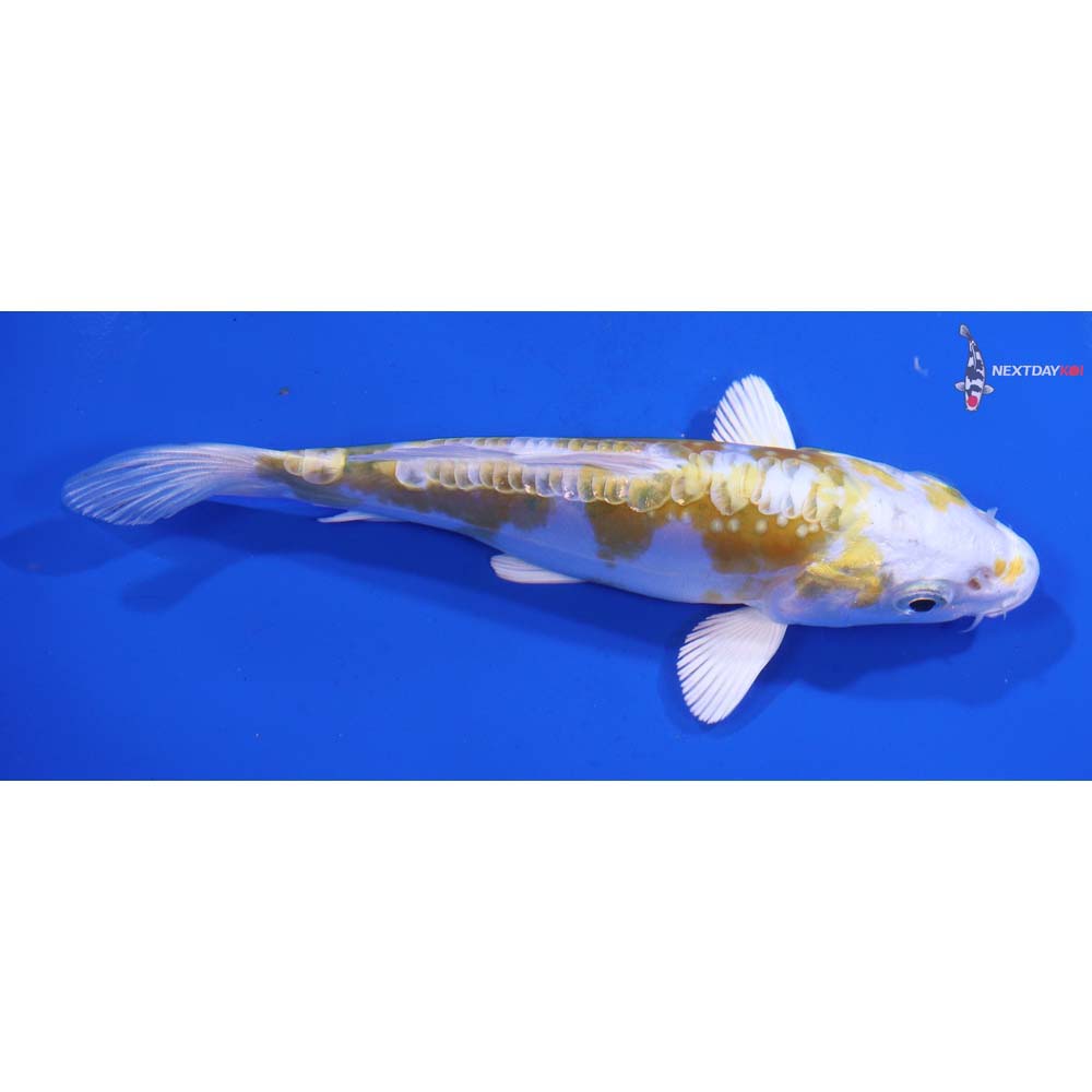 5” Imported Doitsu Lemon Hariwake