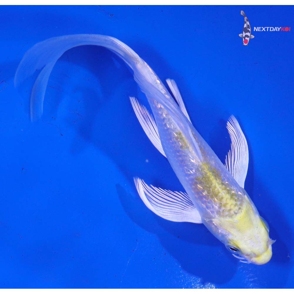 5” Imported Gin Rin Lemon Hariwake Butterfly Koi