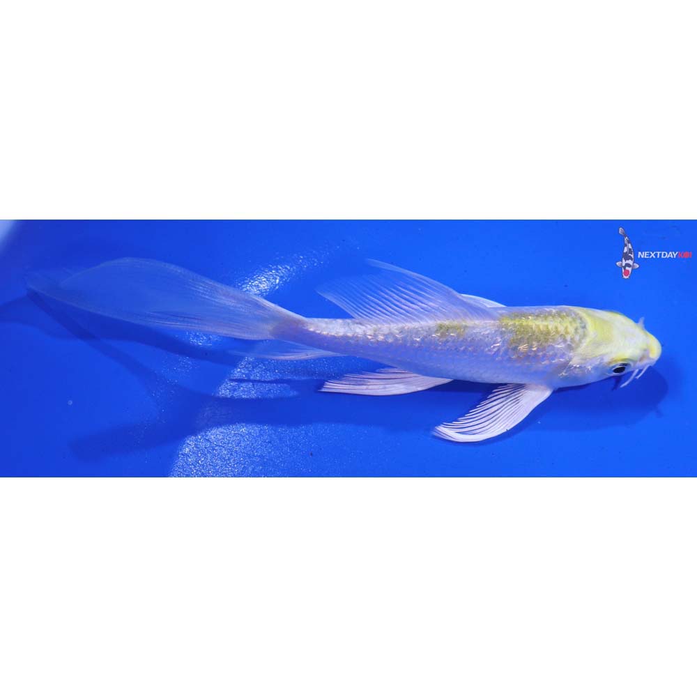 5” Imported Gin Rin Lemon Hariwake Butterfly Koi