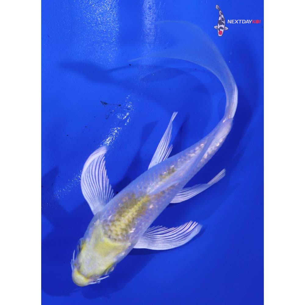 5” Imported Gin Rin Lemon Hariwake Butterfly Koi