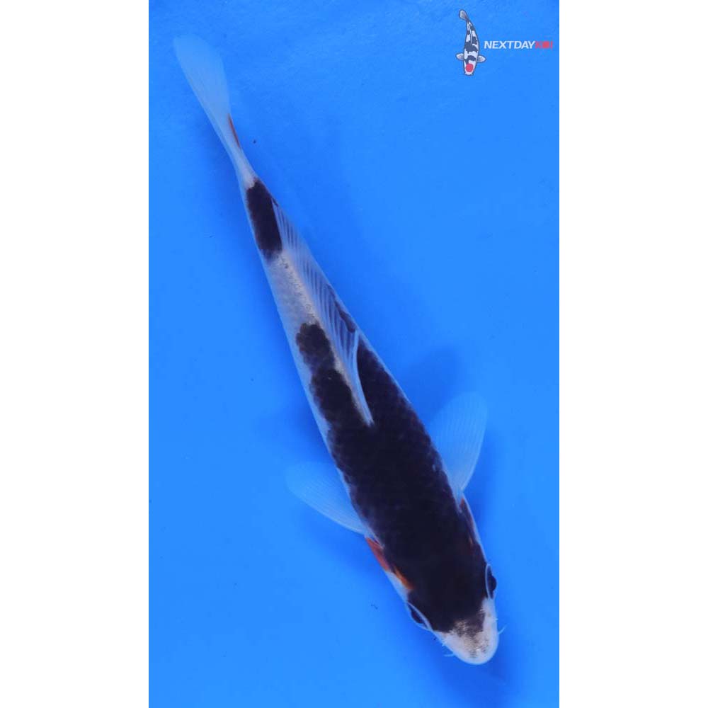 4.5” Imported Goromo