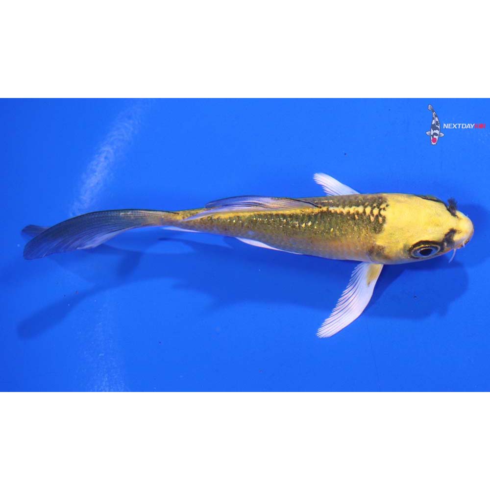 4” Imported Ki Matsuba Butterfly Koi
