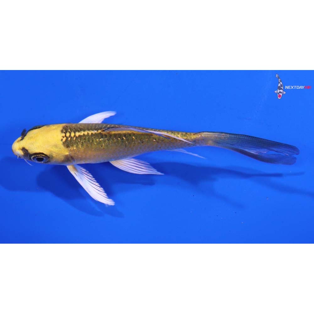 4” Imported Ki Matsuba Butterfly Koi