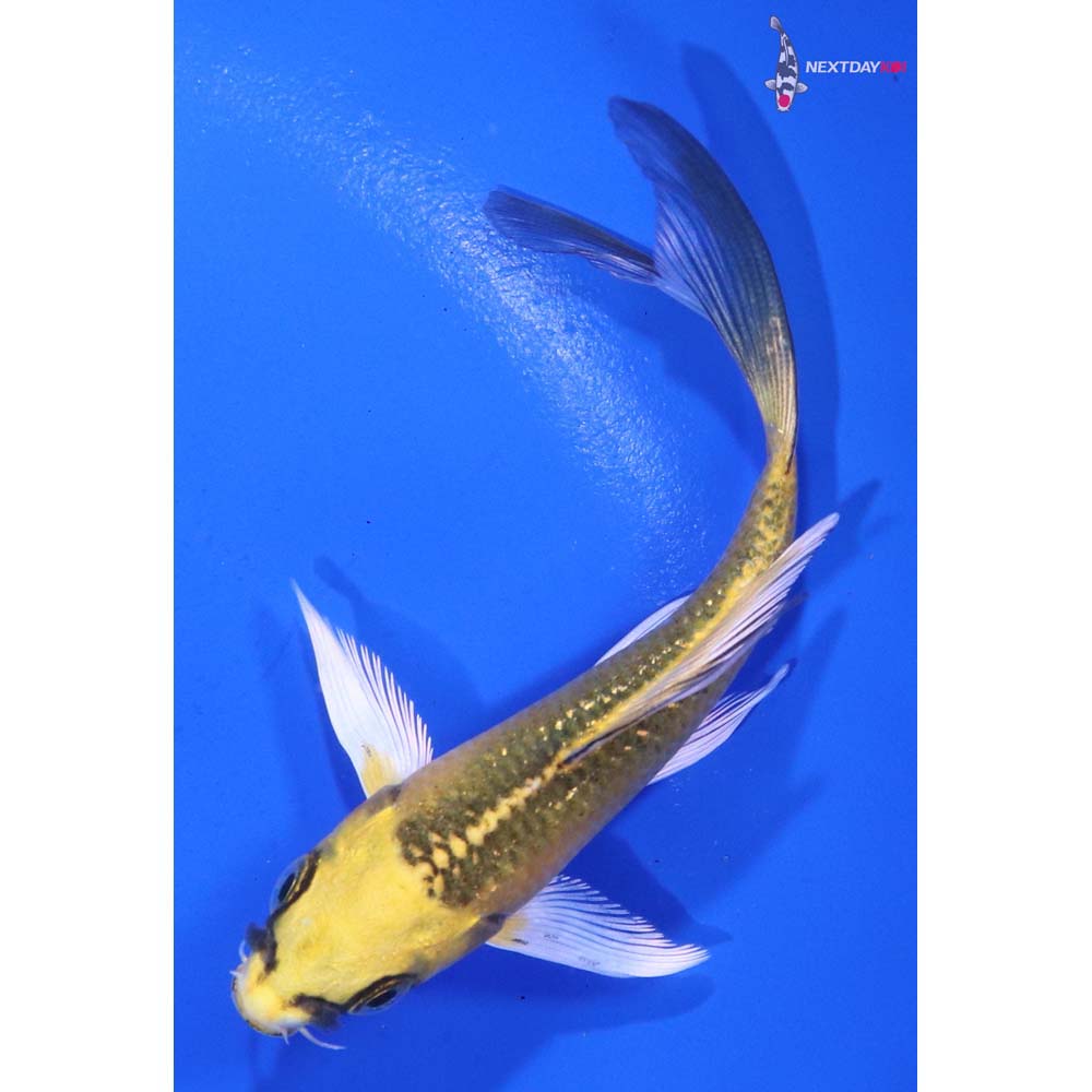 4” Imported Ki Matsuba Butterfly Koi