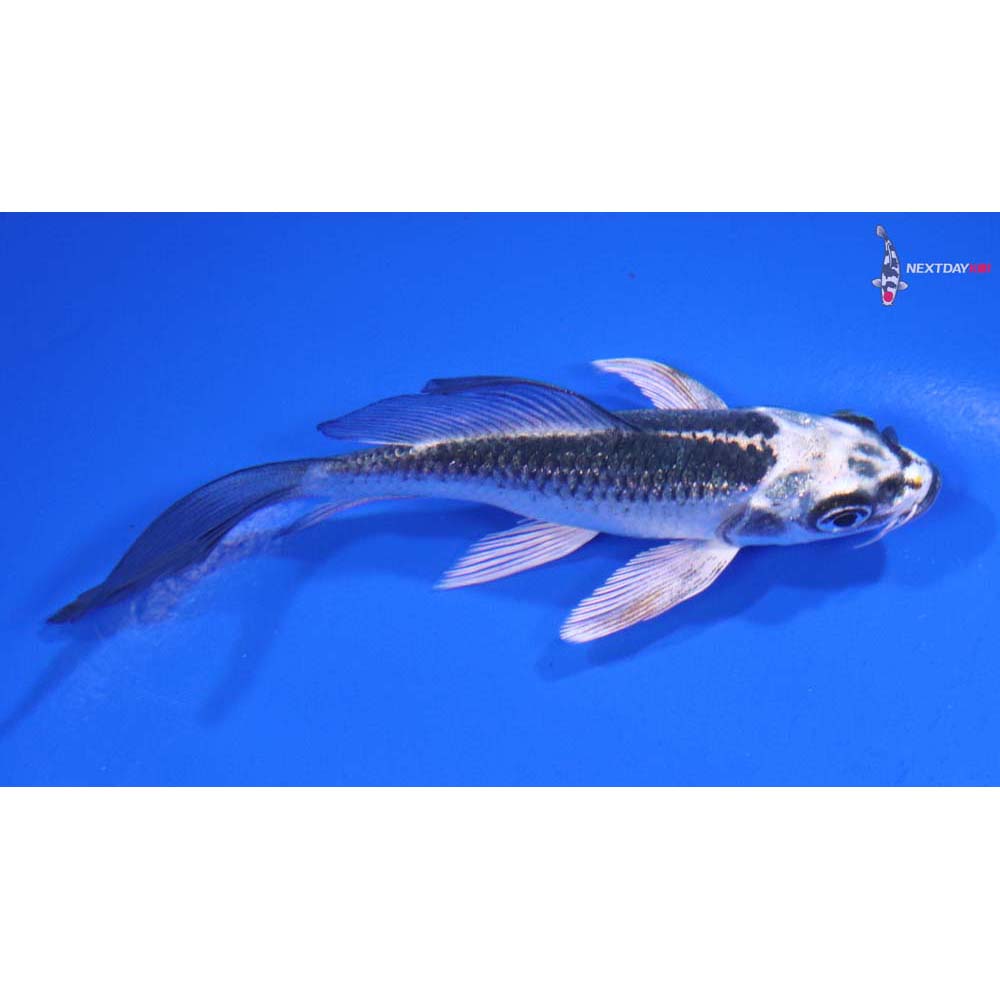 4” Imported Gin Matsuba Butterfly Koi