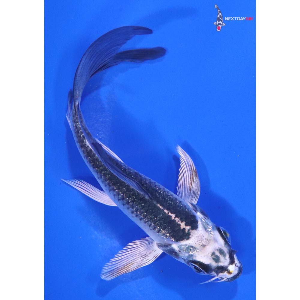 4” Imported Gin Matsuba Butterfly Koi