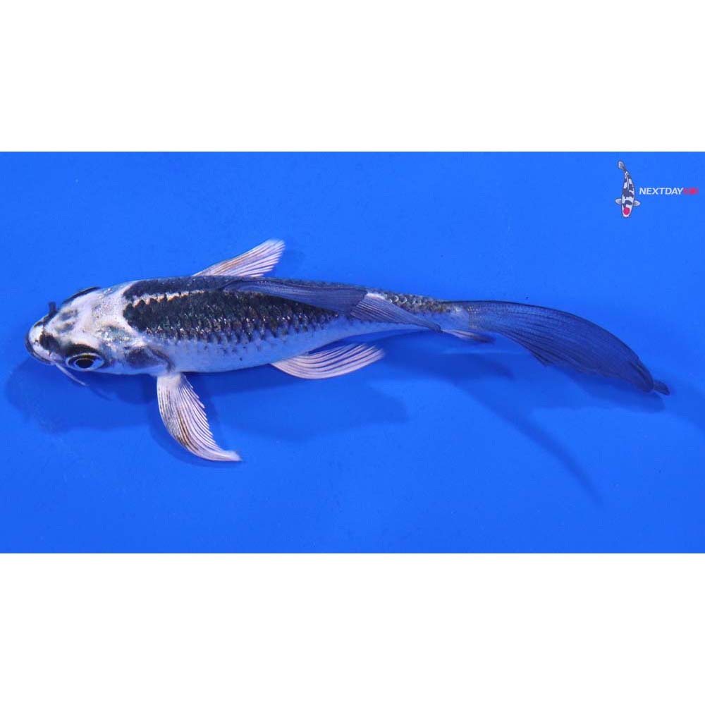 4” Imported Gin Matsuba Butterfly Koi