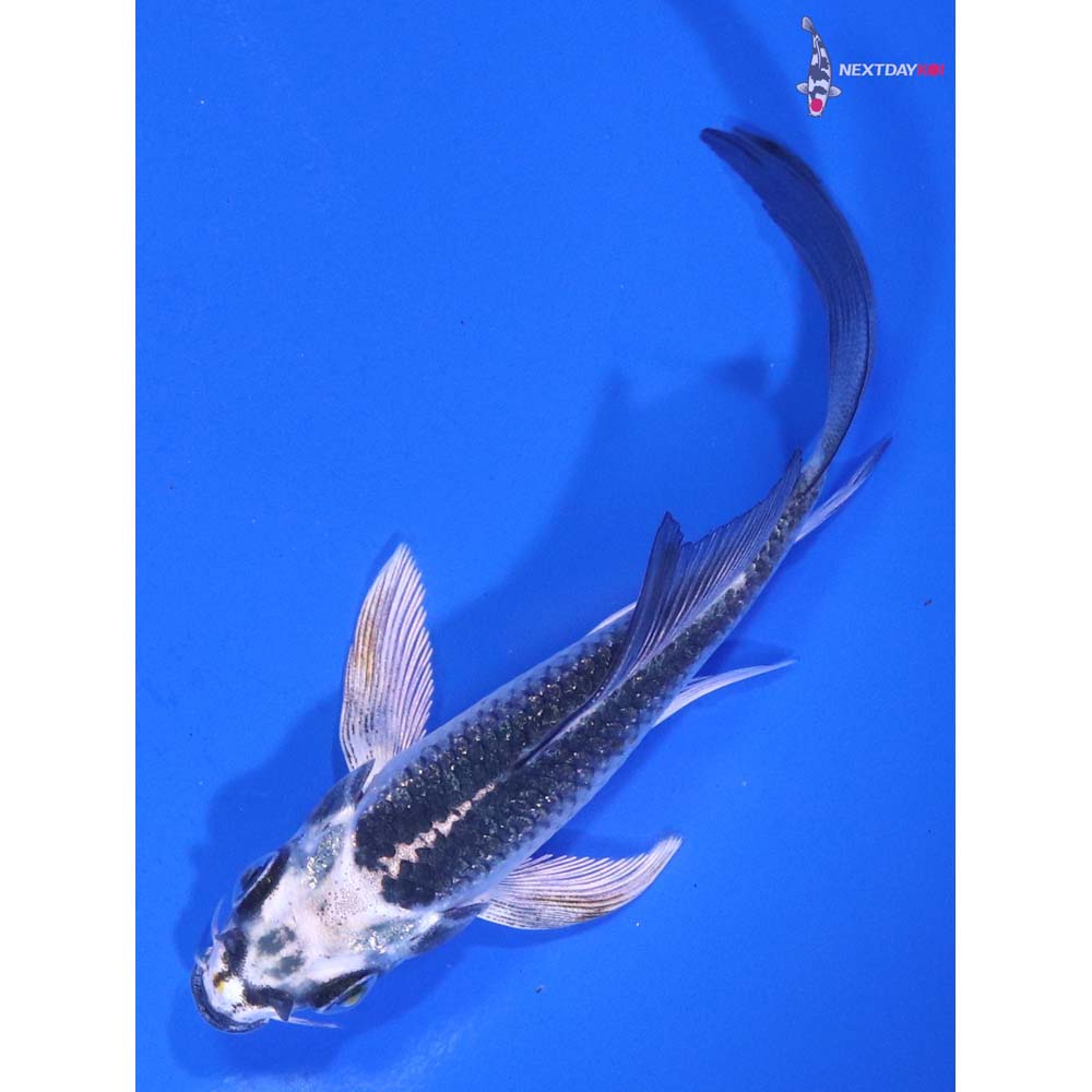 4” Imported Gin Matsuba Butterfly Koi