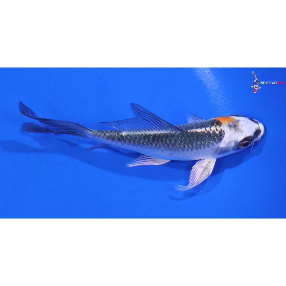 4” Imported Kujaku Butterfly Koi