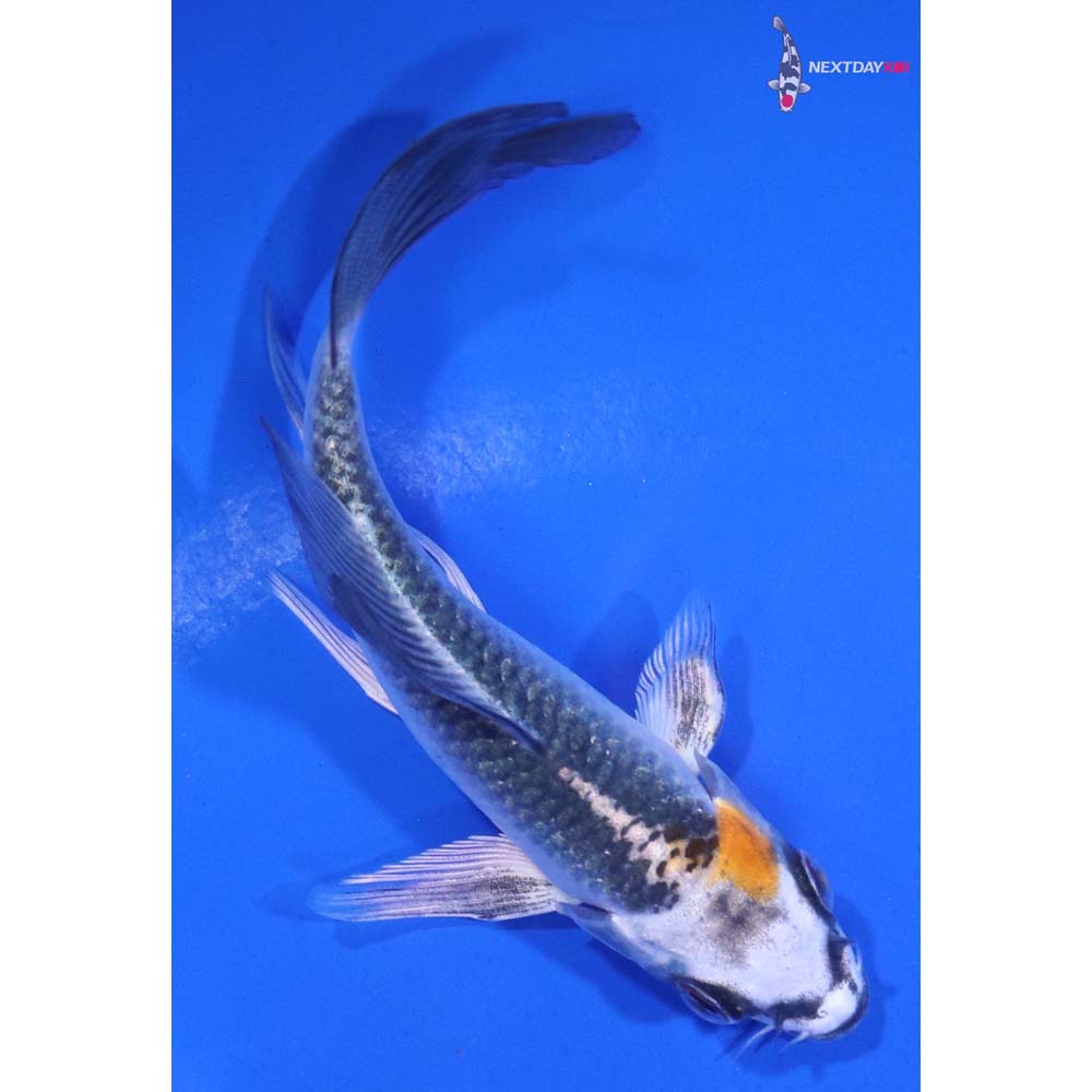 4” Imported Kujaku Butterfly Koi