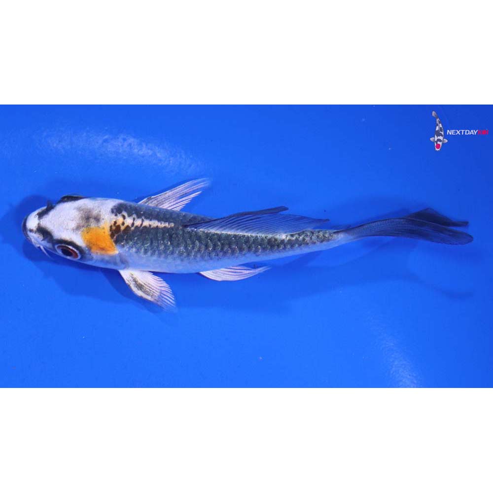 4” Imported Kujaku Butterfly Koi